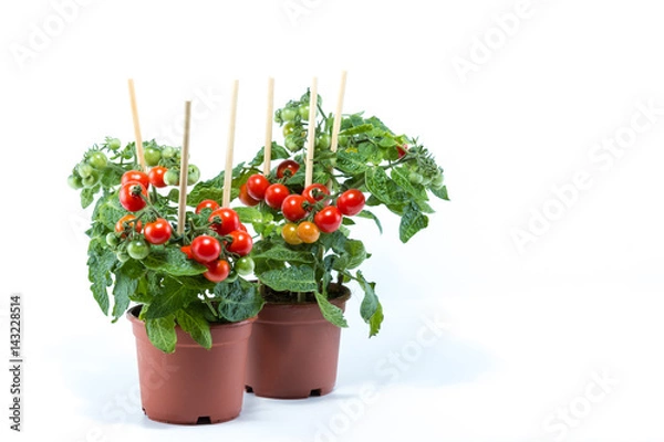 Obraz Fresh home cultivated cherry tomatoes trees with mini fresh tomatoes hanging on it, planted in brown pots with white background