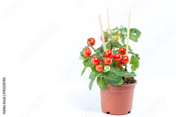 Obraz Single home cultivated organic cherry tomatoes tree with mini red fresh tomatoes hanging on it, planted in a brown pot with white background