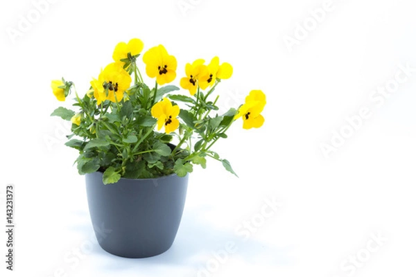 Fototapeta Horned Violet, Yellow Viola, Cornuta planted in a grey pot and isolated in white studio background