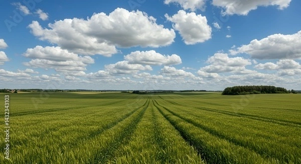 Obraz Immerse yourself panoramic rural landscape showcasing idyllic vast green barley fields gracefully rolling over hills winding trails leading towards distant trees horizon all under deep blue sky