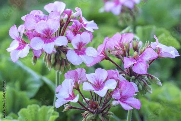 Fototapeta Geranium Flower blooming colorful pink, white, purple, in the garden in spring weather greeted the beautiful new day