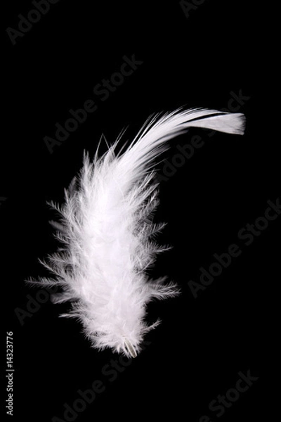 Fototapeta feather