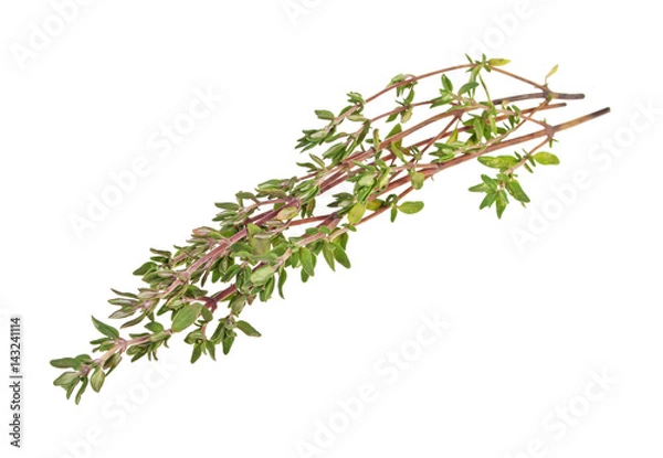 Obraz Thyme sprig isolated on white background