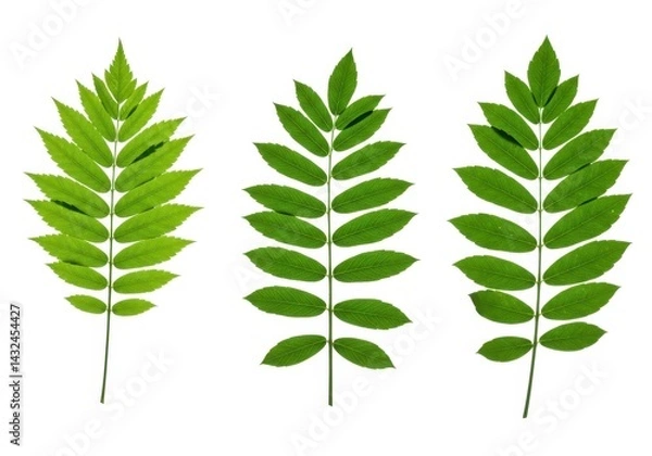 Fototapeta Three vibrant green leaves isolated on white background showcasing nature s intricate detail and perfect symmetry creating a refreshing and