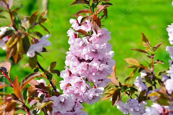 Obraz Cherry blossom branch