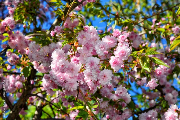 Obraz Cherry blossom