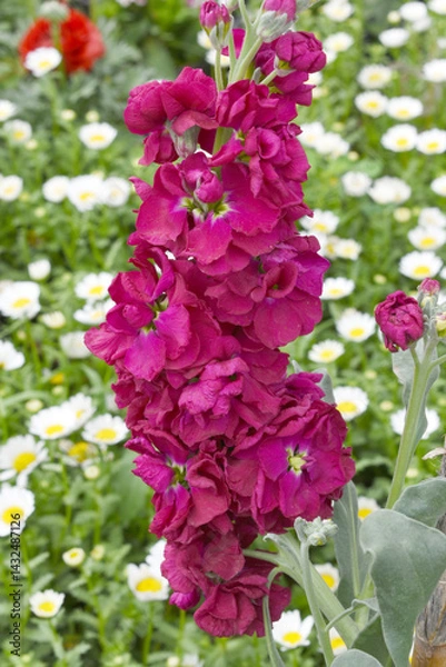 Fototapeta Red Hoary Stock, Red Hoary Stock or Matthiola Incana is a member of the Brassicaceae family of flowering plants. It's also commonly known as Brompton Stock, Common Stock, Red flower in garden
