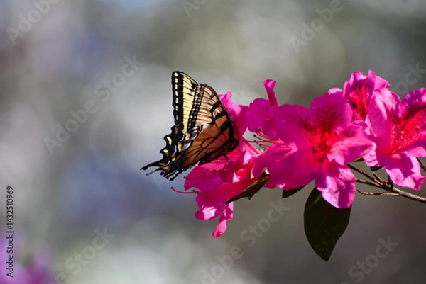 Obraz Spring Flowers - Eastern Tiger Swallowtail Butterfly on Azalea Shrub