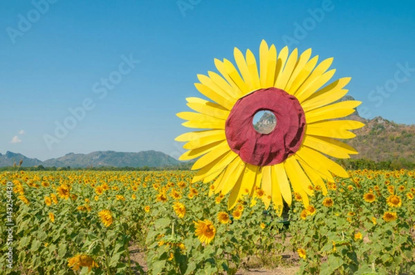 Obraz Sunflower field in blue sky in Lopburi, Thailand No.2