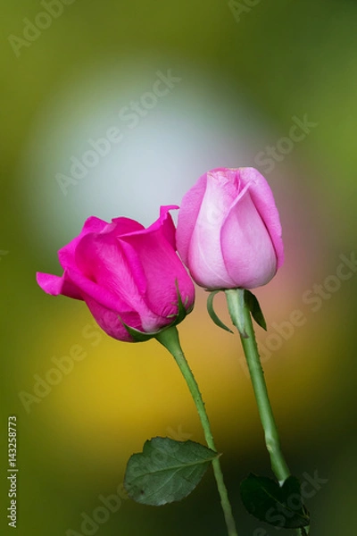 Obraz rose pink on nature background