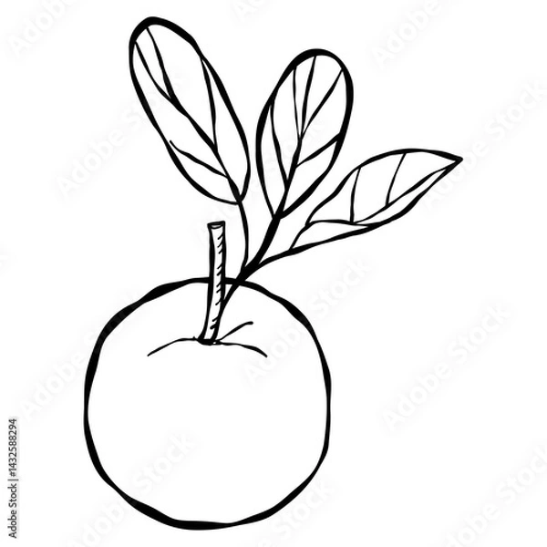 Fototapeta Red and green apple vector illustration with leaf and healthy fresh fruit design