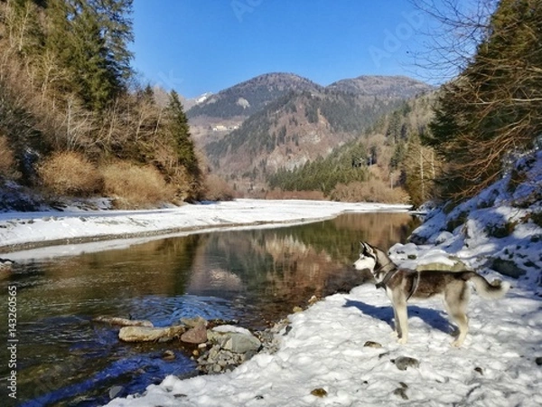 Obraz husky w górach