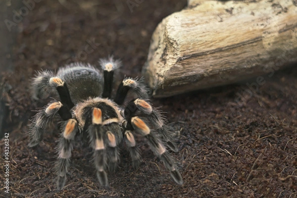 Fototapeta Tarantula.