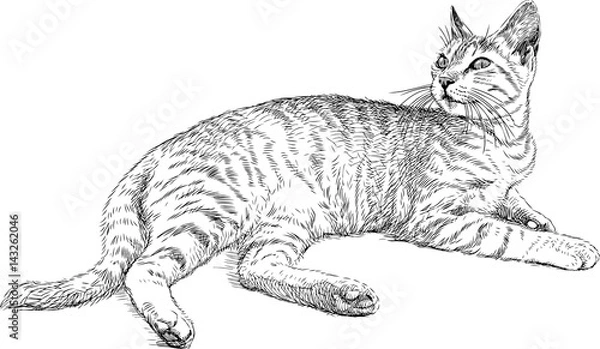 Obraz leżący kot domowy