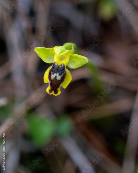 Obraz Magnificent orchids in the wild