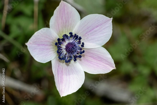 Obraz Anemone. White anemone flower in the sun on a green background
