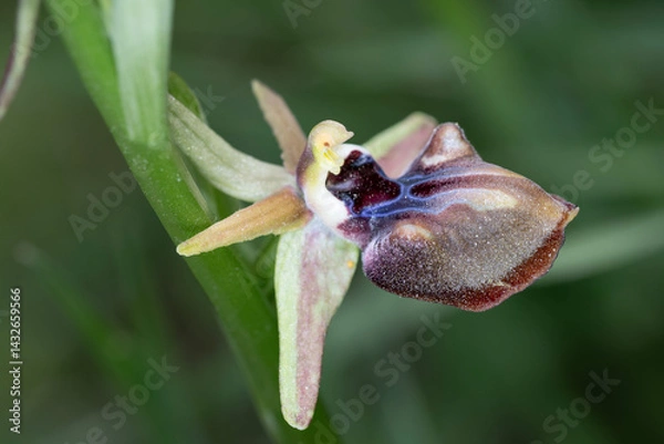 Obraz Magnificent orchids in the wild
