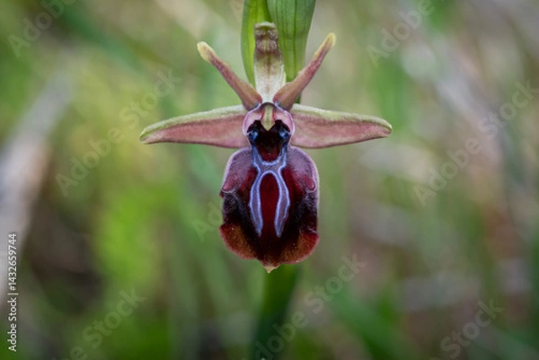 Obraz Magnificent orchids in the wild