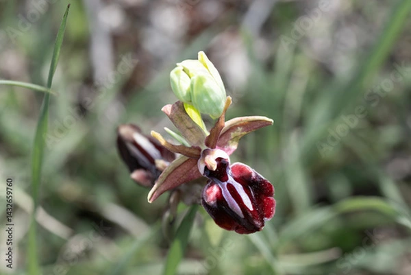 Obraz Magnificent orchids in the wild