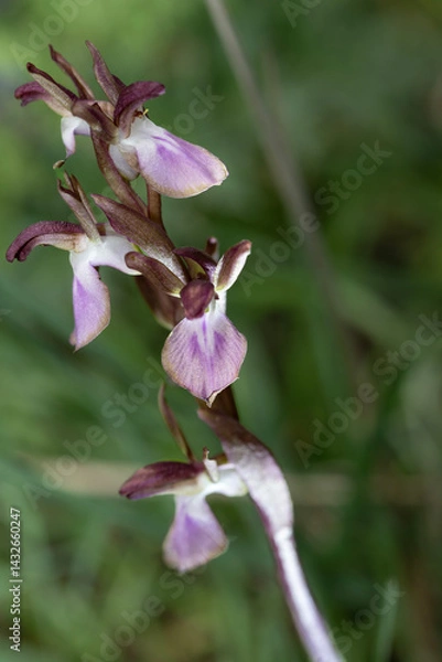 Obraz Magnificent orchids in the wild