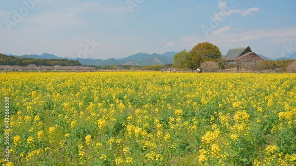 Fototapeta 宮崎県西都市の西都原古墳群の菜の花