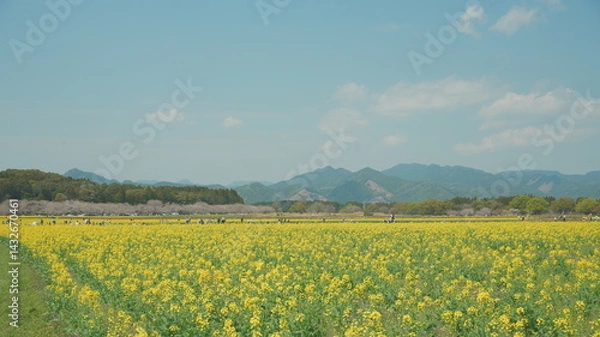 Fototapeta 宮崎県西都市の西都原古墳群の菜の花