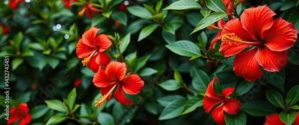 Fototapeta Vibrant Red Hibiscus Blooms