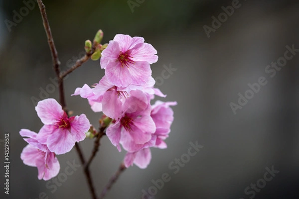 Fototapeta 桜の花