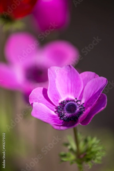 Obraz アネモネの花