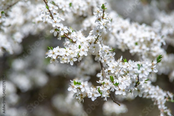 Obraz Cherry blossom branch in the garden in spring
