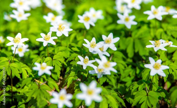 Obraz White snowdrops on a forest glade