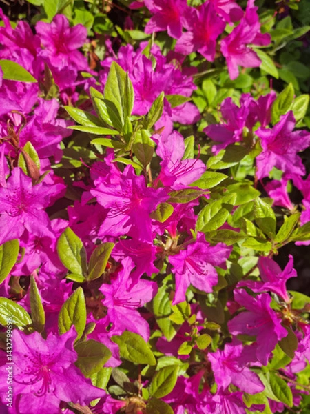 Obraz close-up pink royal azalea blossoms