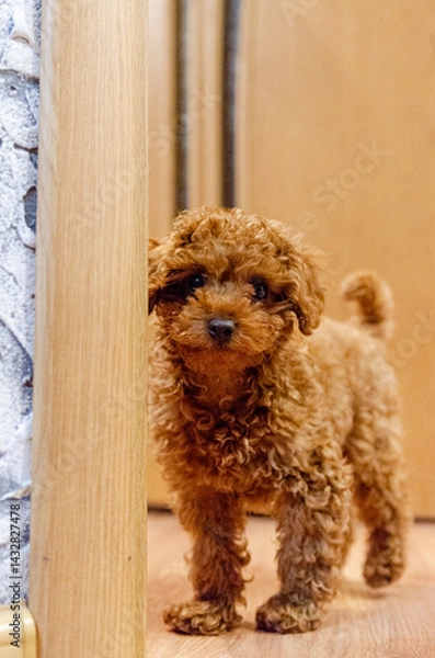 Obraz Tiny red toy poodle puppy glances back while standing in room on bright floor. Low indoor angle shows playful puppy pausing, cozy scene with toys, soft lighting, home comfort vibe.