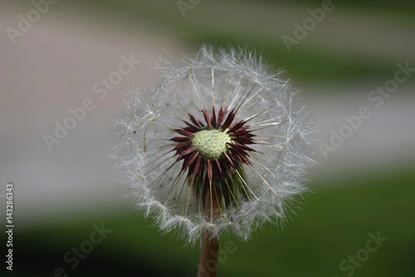 Obraz Diente de León - 1