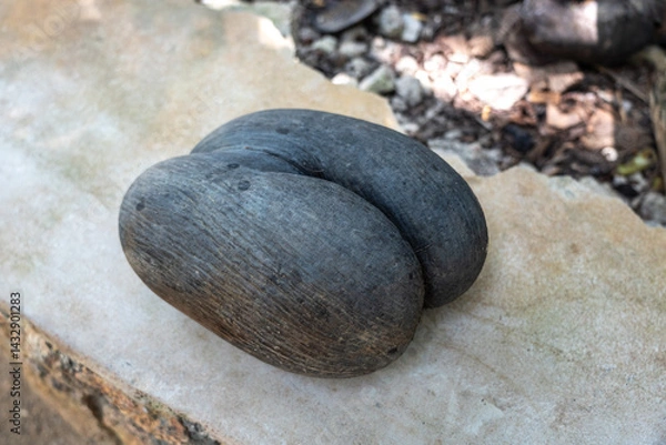 Fototapeta Coco de Mer seed on stone bench in Fond Ferdinand Nature Reserve on Praslin Island