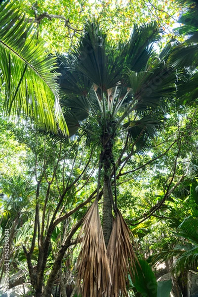 Fototapeta Tall coco de mer palm tree in the dense tropical jungle of Fond Ferdinand Nature Reserve