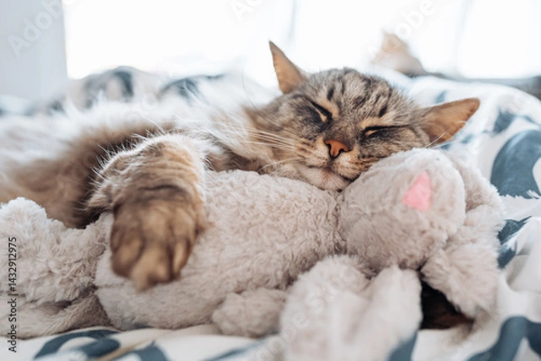 Fototapeta sleeping fluffy cute gray cat hugging a plush toy bunny