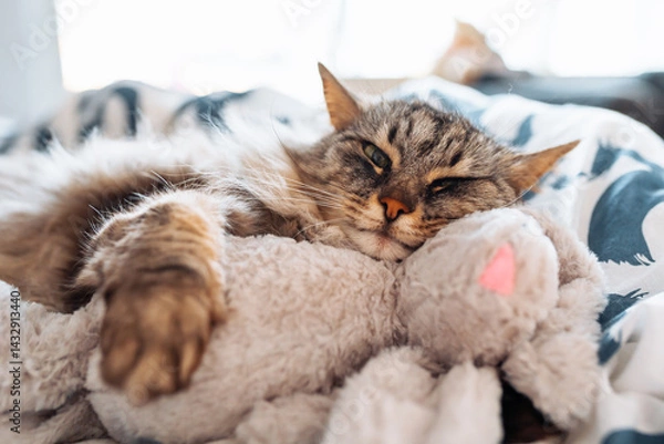 Fototapeta sleeping fluffy cute gray cat hugging a plush toy bunny