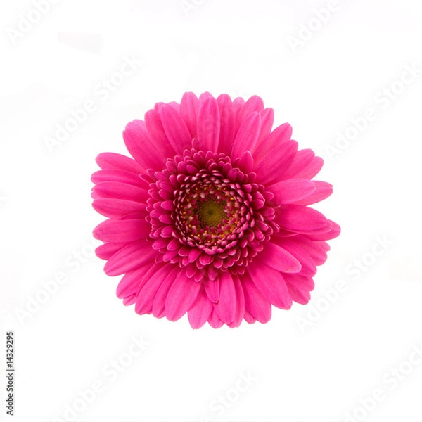 Obraz Pink gerber isolated on white background
