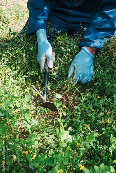 Obraz man using a tool to remove weeds from farmland