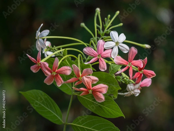 Obraz Closeup view of pink red and white flowers of tropical vine combretum indicum aka Rangoon creeper or Burma creeper isolated on dark natural background
