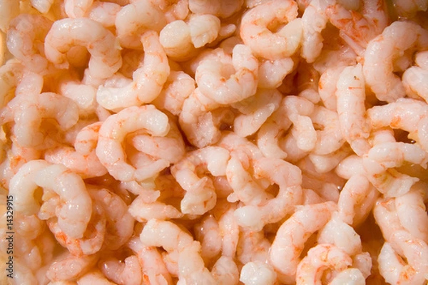 Obraz Shrimps background