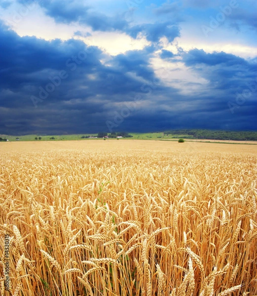 Obraz Dramatic view of wheat fields in stormy weather