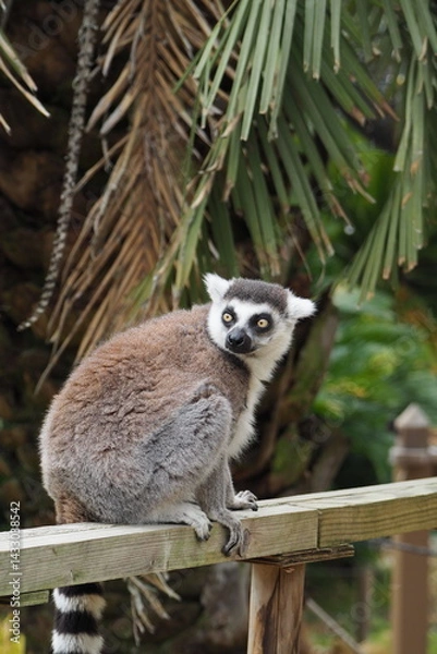 Fototapeta ワオキツネザル