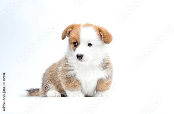 Obraz red and white puppy looking sideways on white background breed welsh corgi pembroke