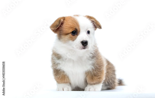 Obraz puppy looking sideways on white background breed welsh corgi pembroke