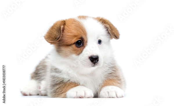 Obraz red and white puppy lies on a white background Welsh Corgi Pembroke breed