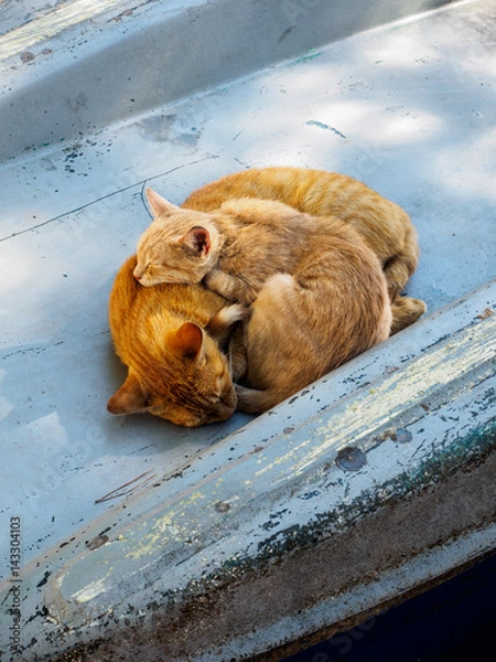 Obraz Sleeping cats 01