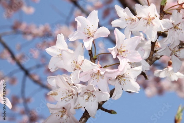 Obraz 千年桜（エドヒガン）/染井吉野が60年に対し江戸彼岸は千年。殆どの銘木や天然記念物はこの桜。山形の久保桜のクローン。星形に成るのが名花の証拠。