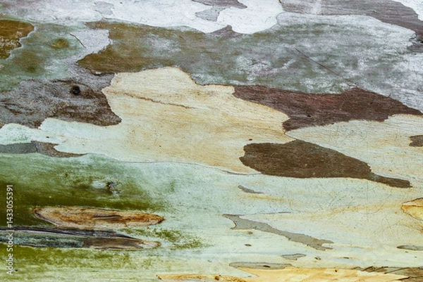 Obraz Close up of sycamore tree bark texture background showcasing natural wood patterns and Detailed rough grainy wooden surface, macro trend photo for eco-friendly project and nature-themed designs